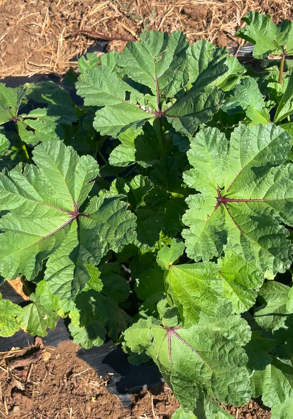 Malva Sylvestris: una pianta antica, un alleato moderno per il benessere