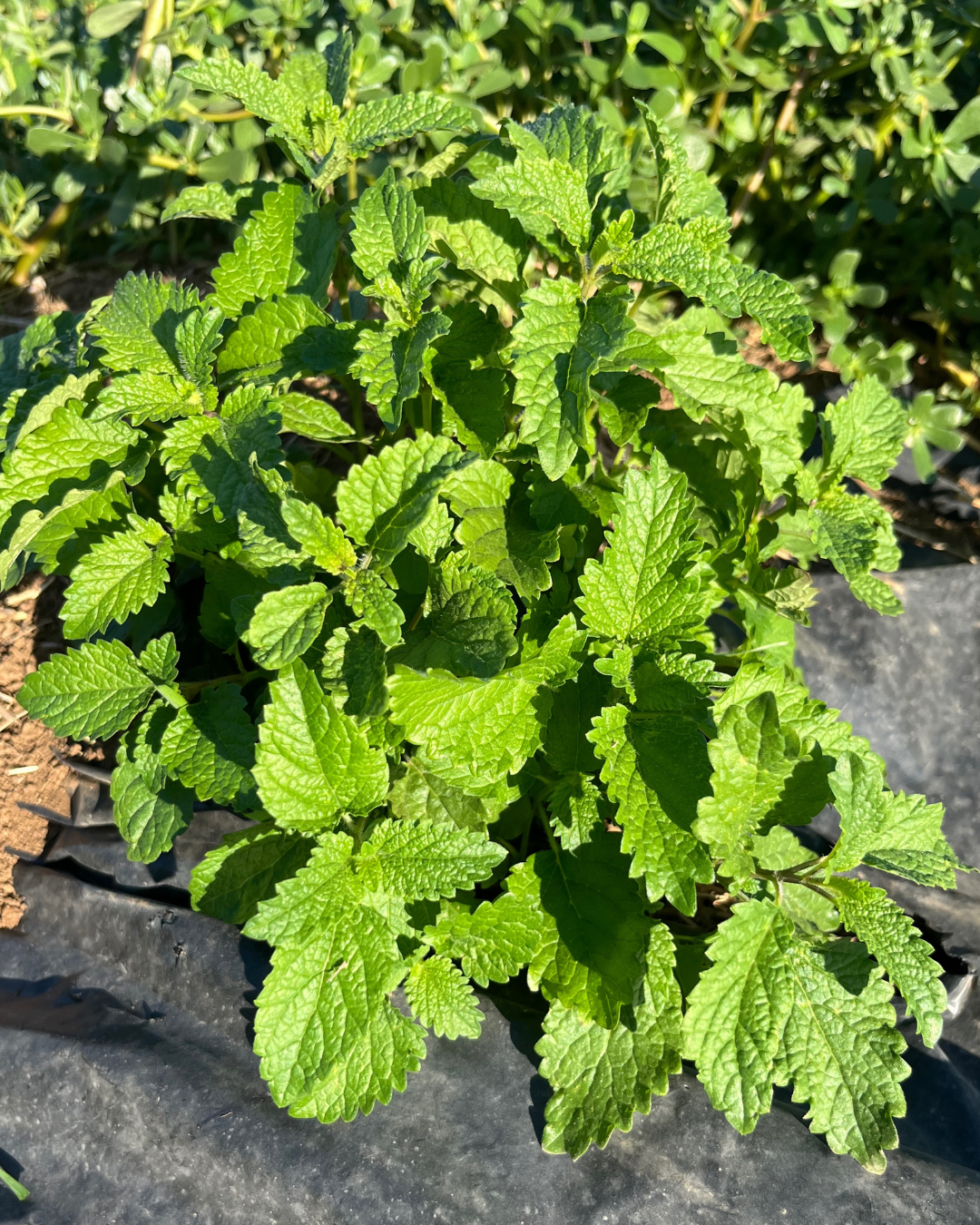 Benefici della Melissa Officinalis